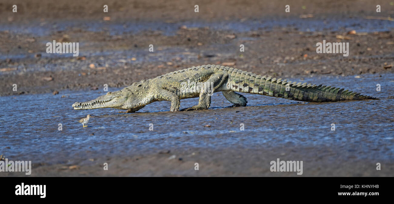 Cocodrilo americano (Crocodylus acutus) y pollito de aves playeras, Río  Tarcoles, Costa Rica Fotografía de stock - Alamy