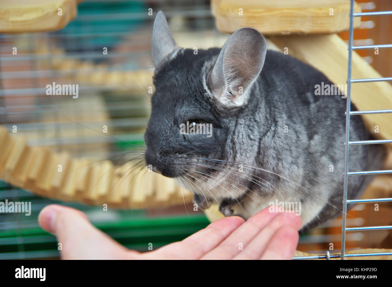 Poco gris chinchilla en una jaula y la mano. Foto de stock