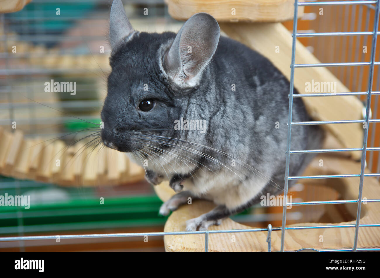 Poco gris chinchilla en una jaula. Foto de stock