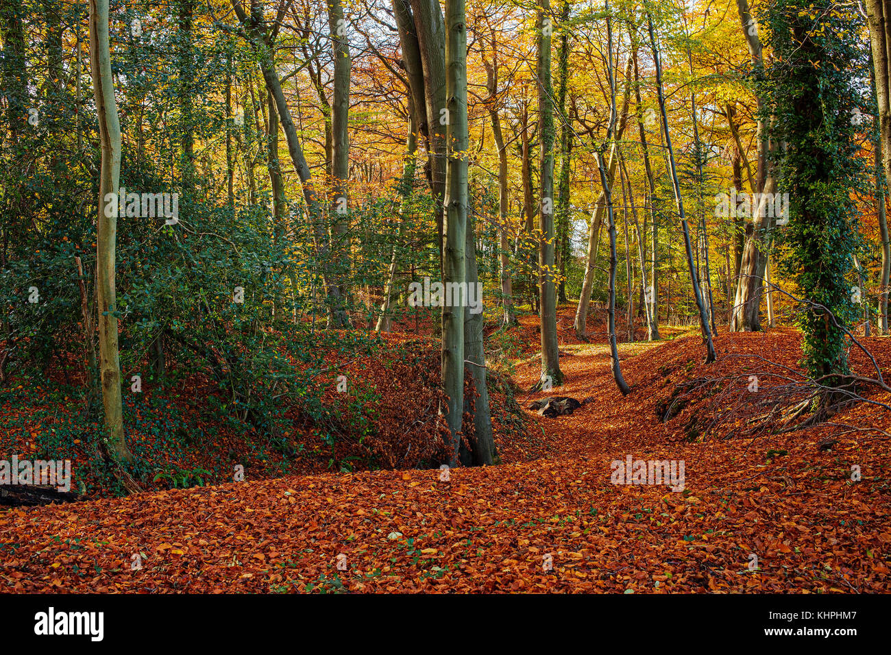 Baño de bosque fotografías e imágenes de alta resolución Alamy