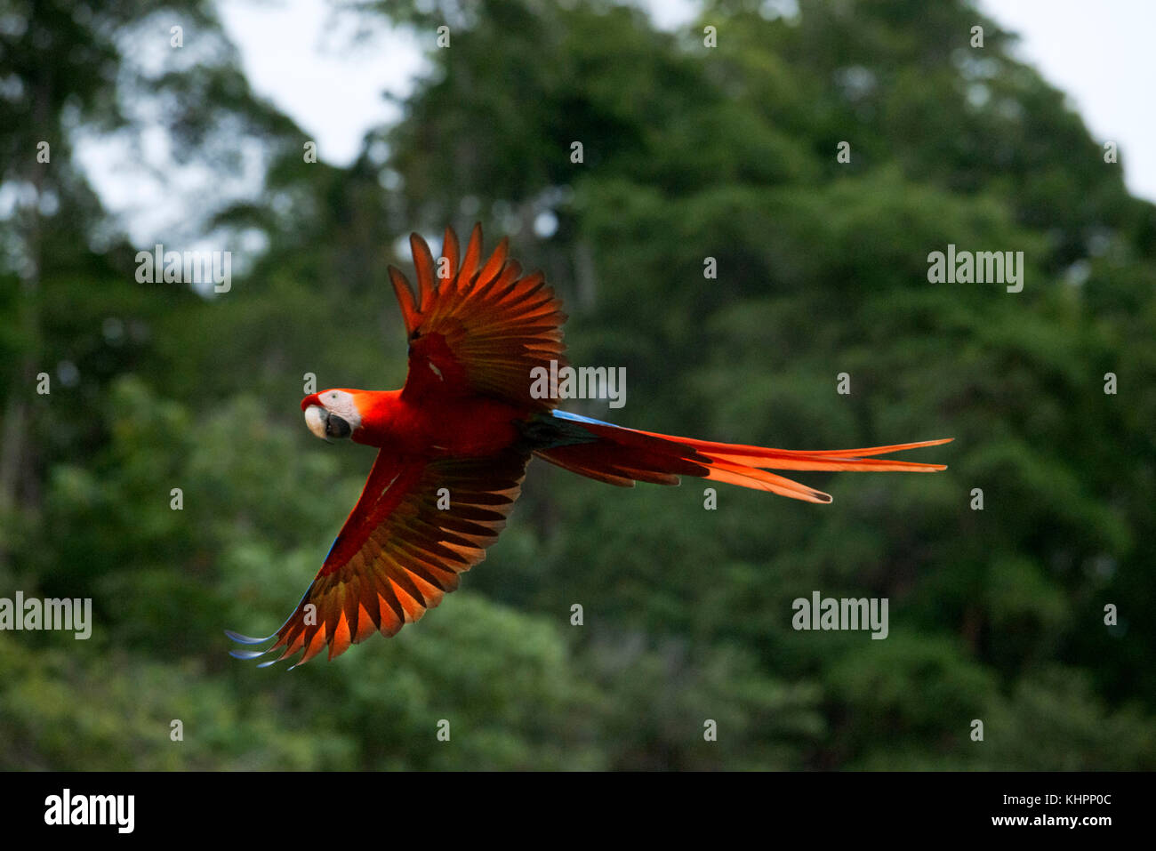 Guacamaya Roja (Ara macao) en vuelo, el Parque Nacional Corcovado, Península de Osa, Costa Rica, Centroamérica Foto de stock