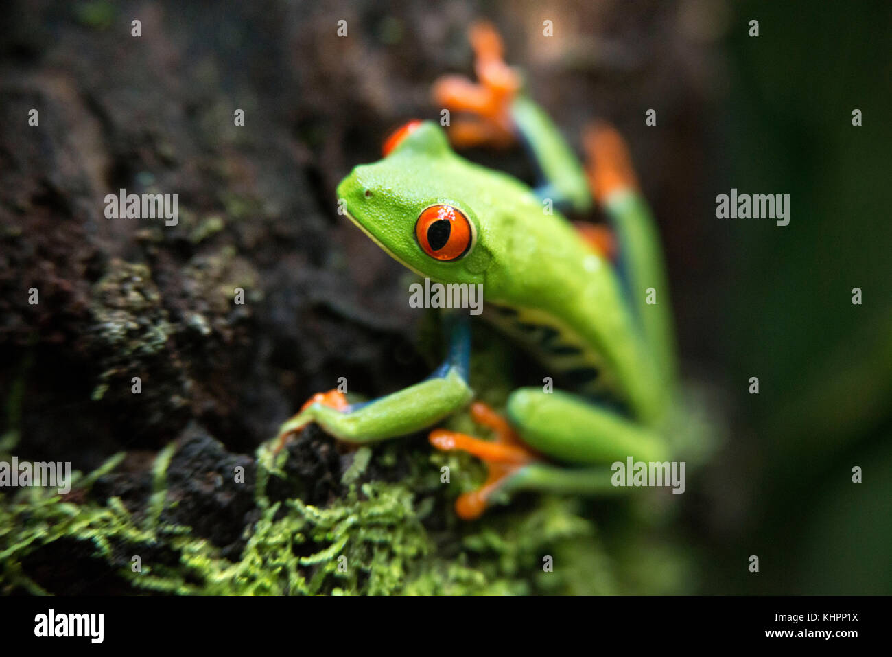 La rana arborícola de ojos rojos, Agalychnis treefrog callidrias curiosa en la selva de Costa Rica, América Central. Foto de stock