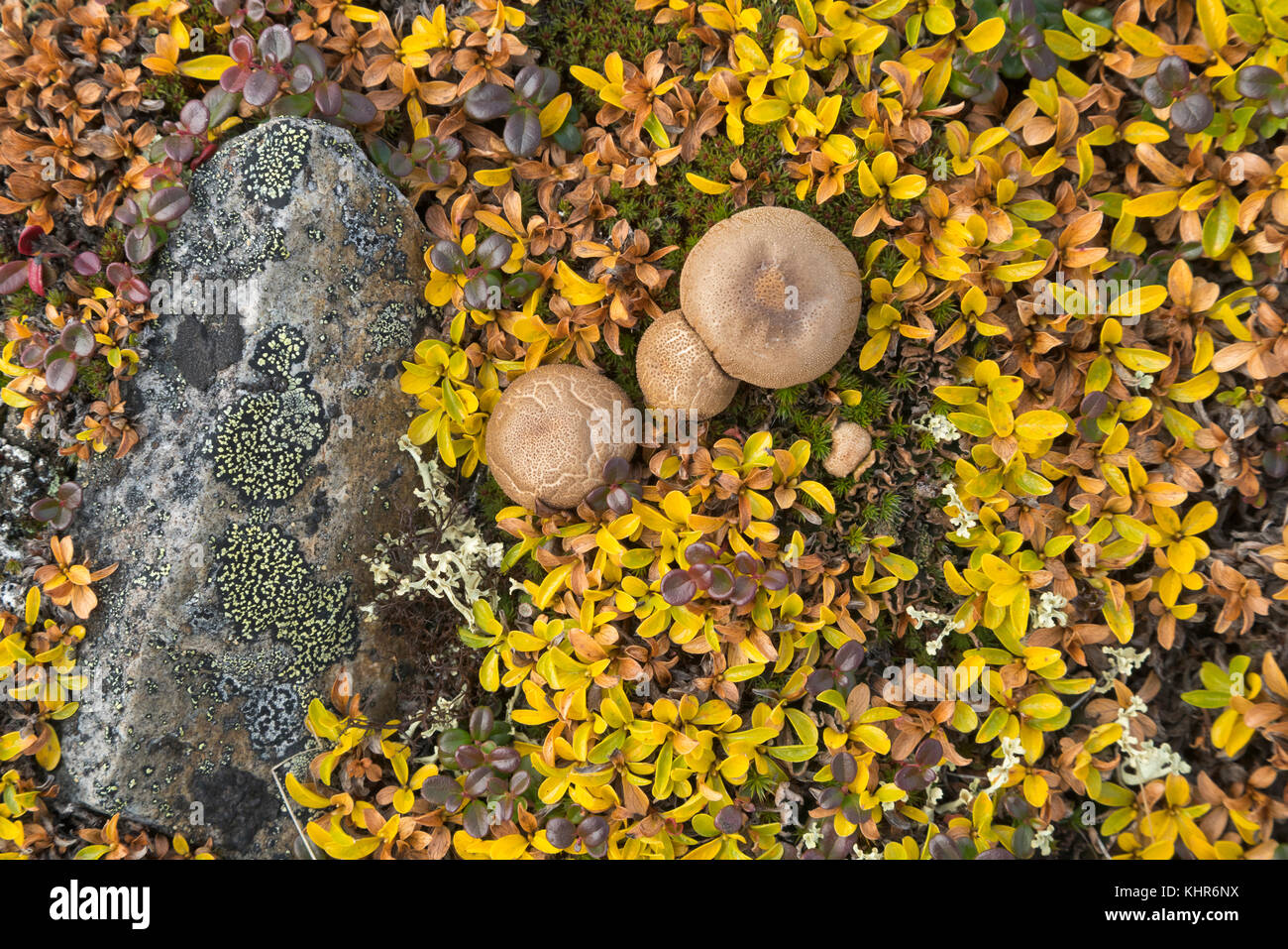 "Bolete (Boletus sp) setas en tundra en otoño, carretera Dempster, Yukon, Canadá" Foto de stock