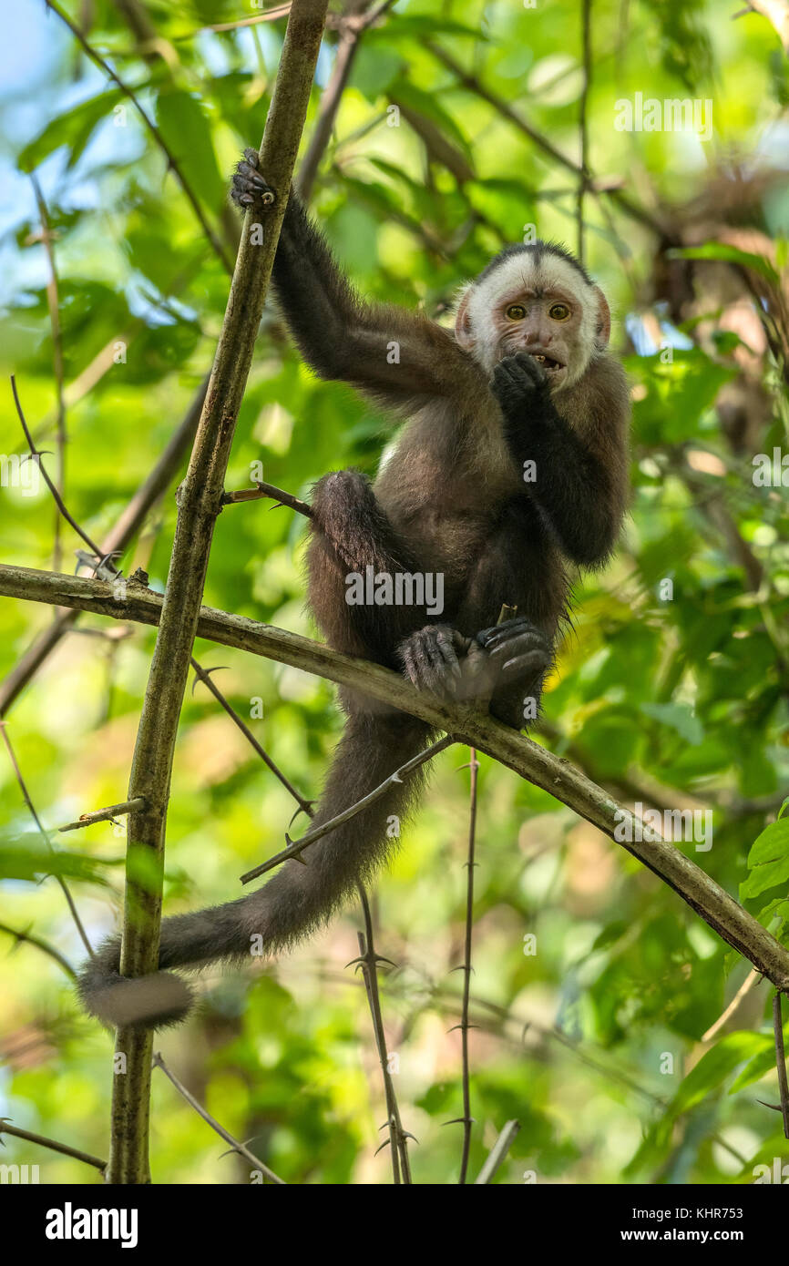 Alimentación de capuchinos de frente blanco (albicrones de Cebus), Valle del Magdalena, Colombia Foto de stock