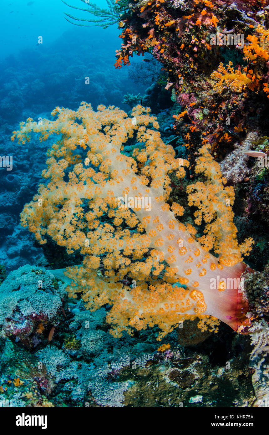 Coral blando (Nephthea sp), Islas Raja Ampat, Indonesia Foto de stock