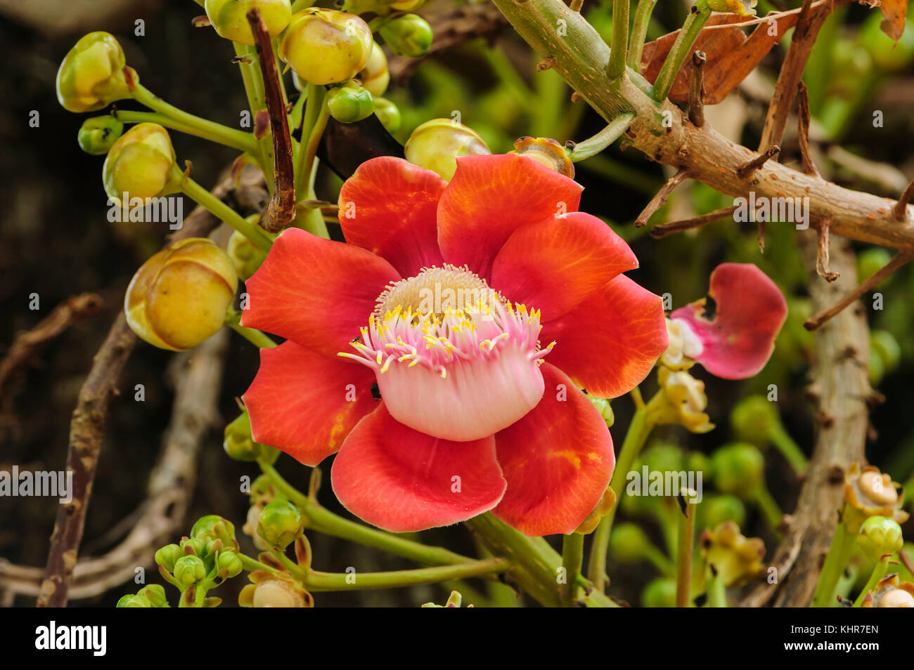 Cannonball (Couroupita guianensis) flor, Pantanal, Mato Grosso, Brasil Foto de stock
