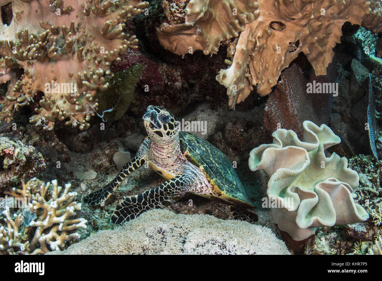 Tortuga Carey (Eretmochelys imbricata) en arrecife de coral, Islas Raja Ampat, Indonesia Foto de stock
