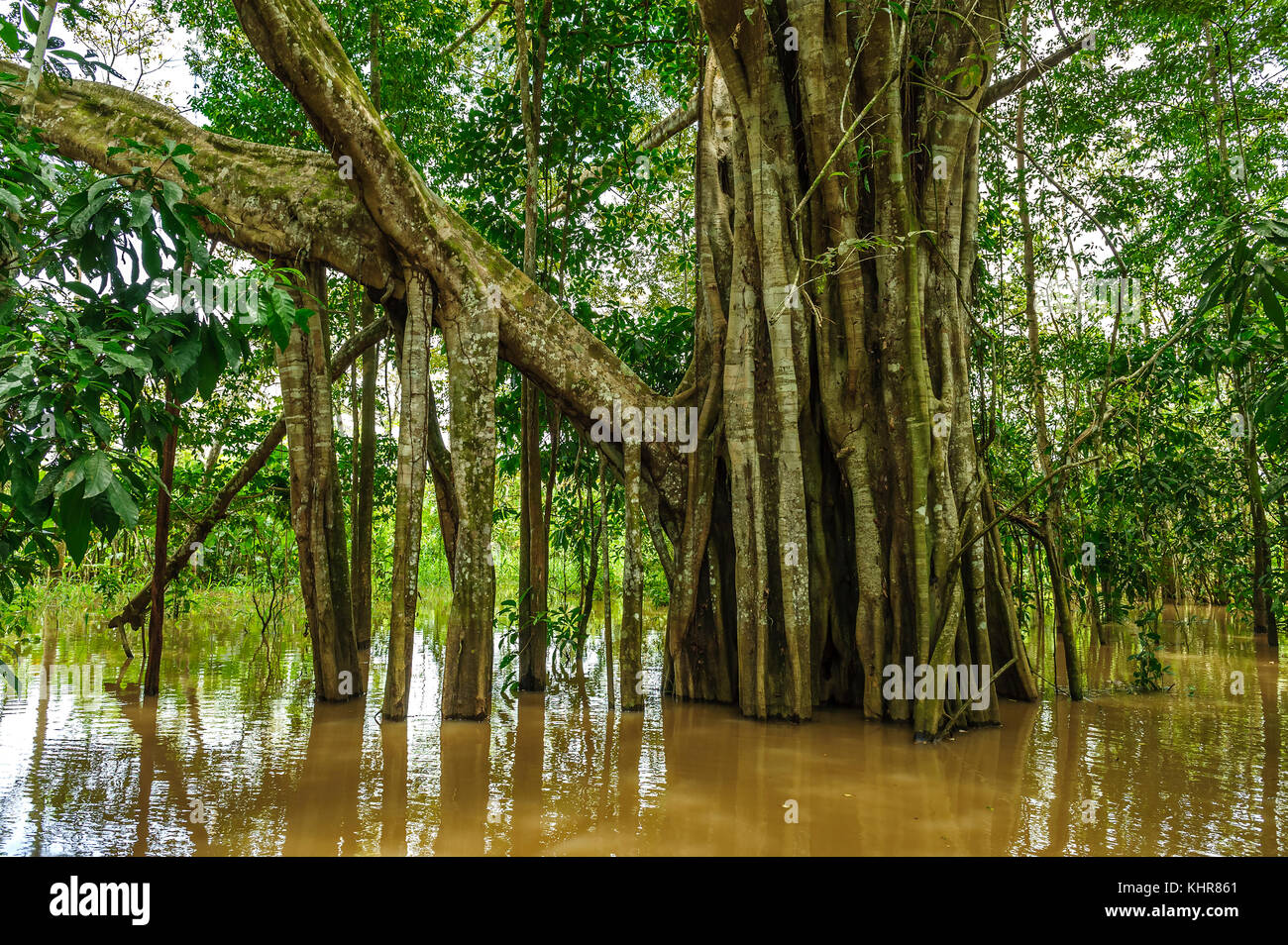 Higo (Ficus sp) con raíces de pilotes expuestas en el bosque inundado del Amazonas, Parque Nacional Amacayacu, Leticia, Colombia Foto de stock