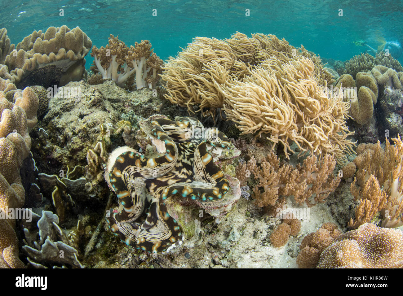 Clam gigante (Tridacna sp) en arrecife de coral, Islas Raja Ampat, Indonesia Foto de stock