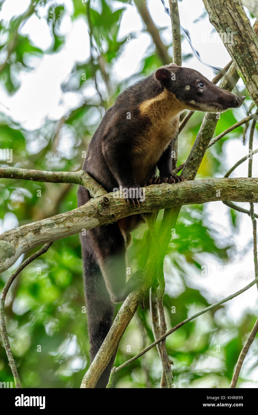 Coatimundi (Nasua nasua), Reserva Mamiraua, Amazonas, Brasil Foto de stock