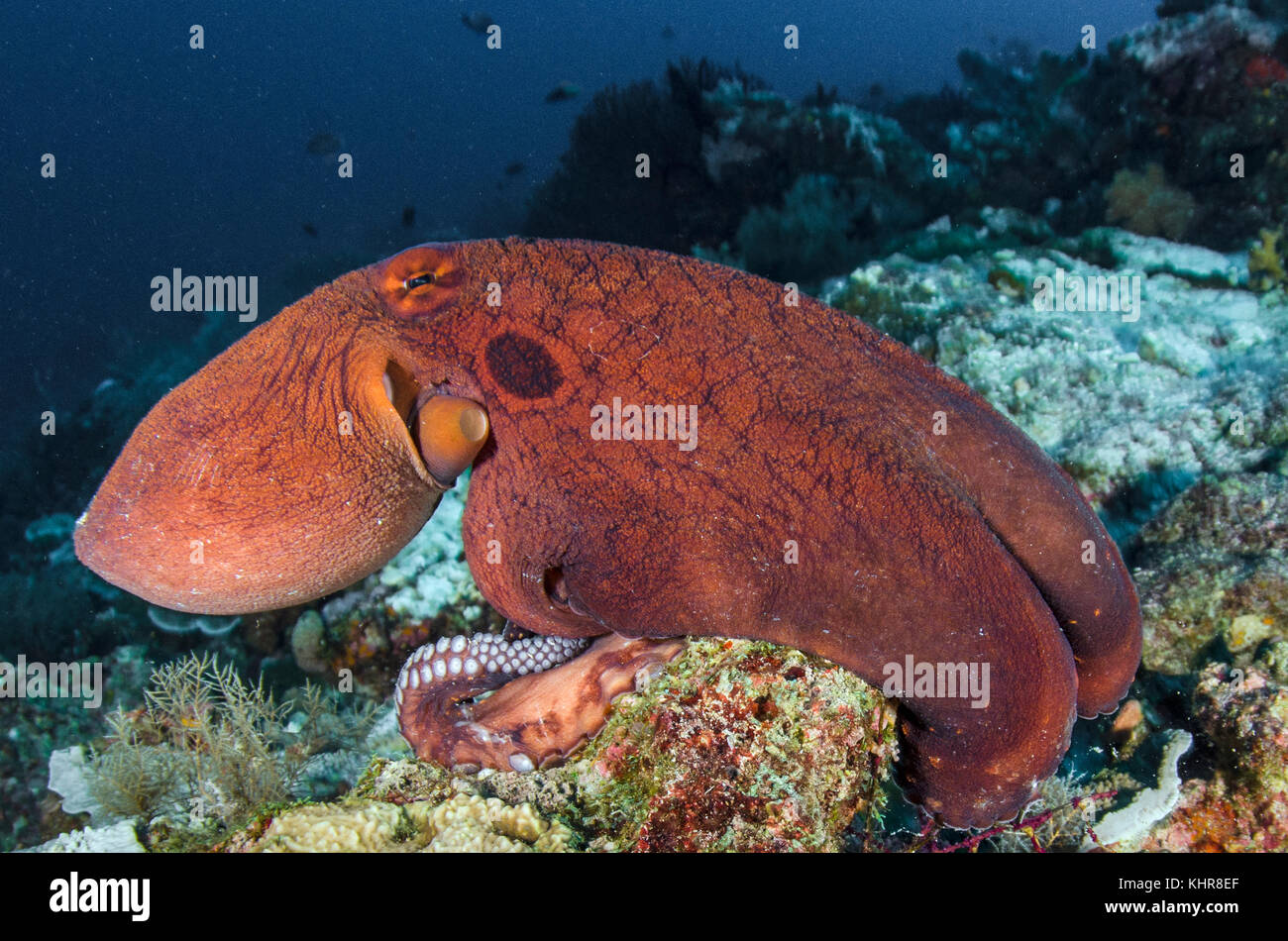 Pulpo de arrecife (Octopus cyanea), Islas Raja Ampat, Indonesia Foto de stock