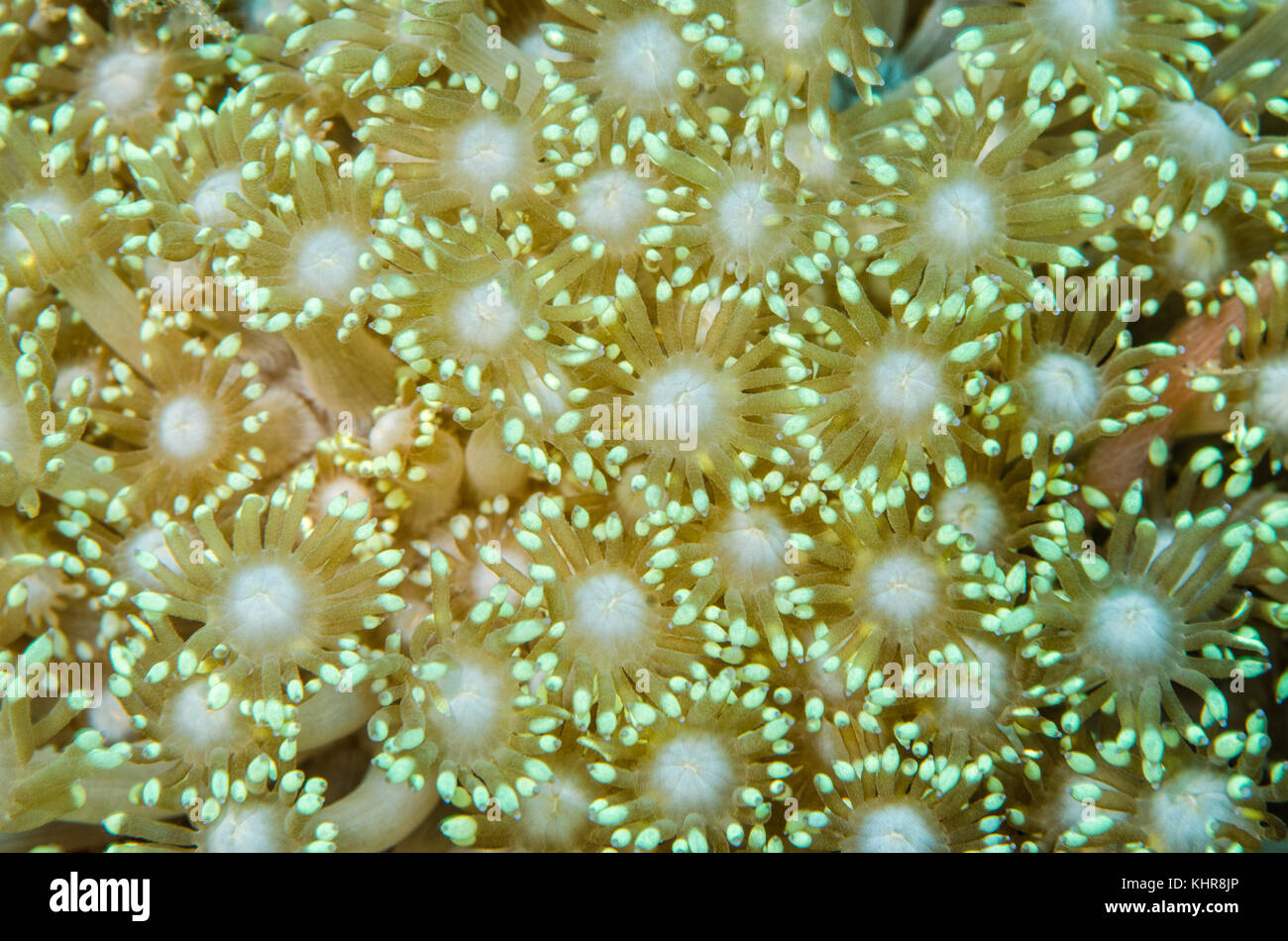 Pólipo coralino, Raja Ampat islas, Indonesia Foto de stock