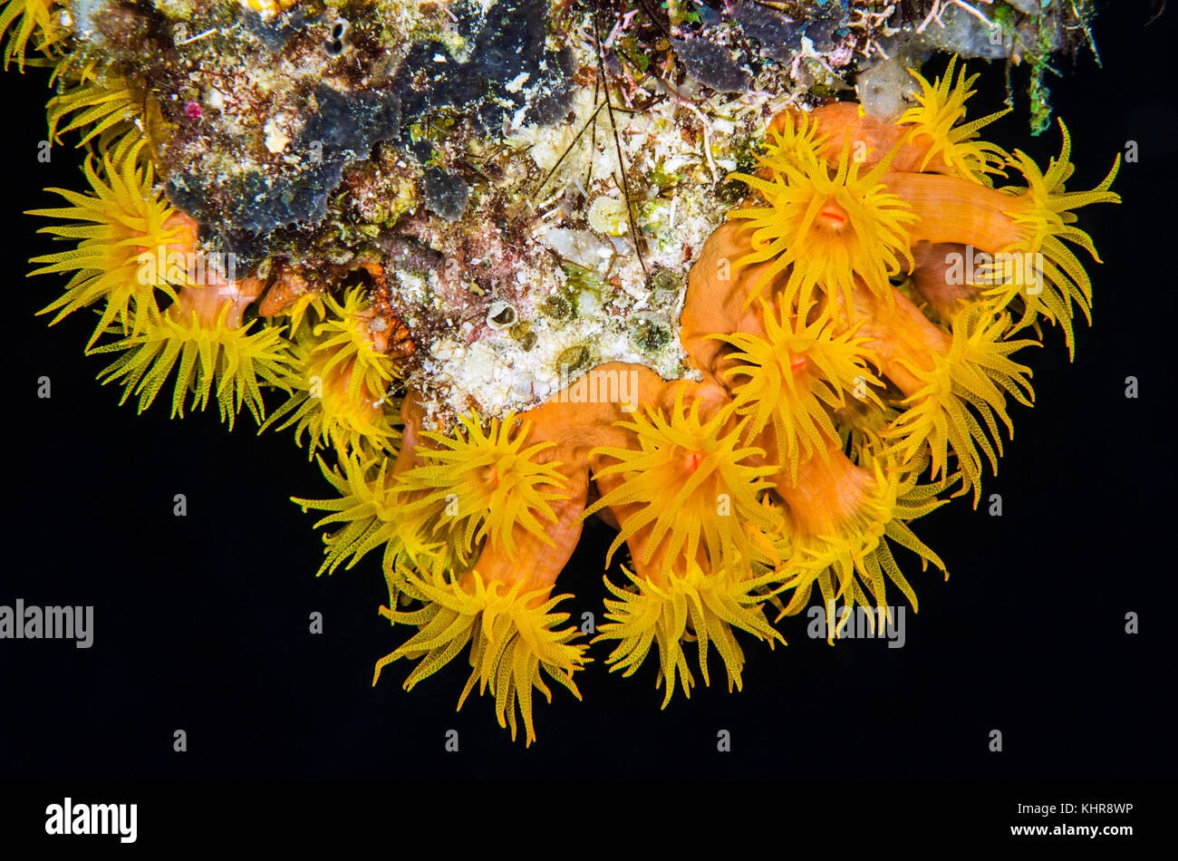 Grupo Sun Coral (Tubastrea sp), Islas Raja Ampat, Indonesia Foto de stock
