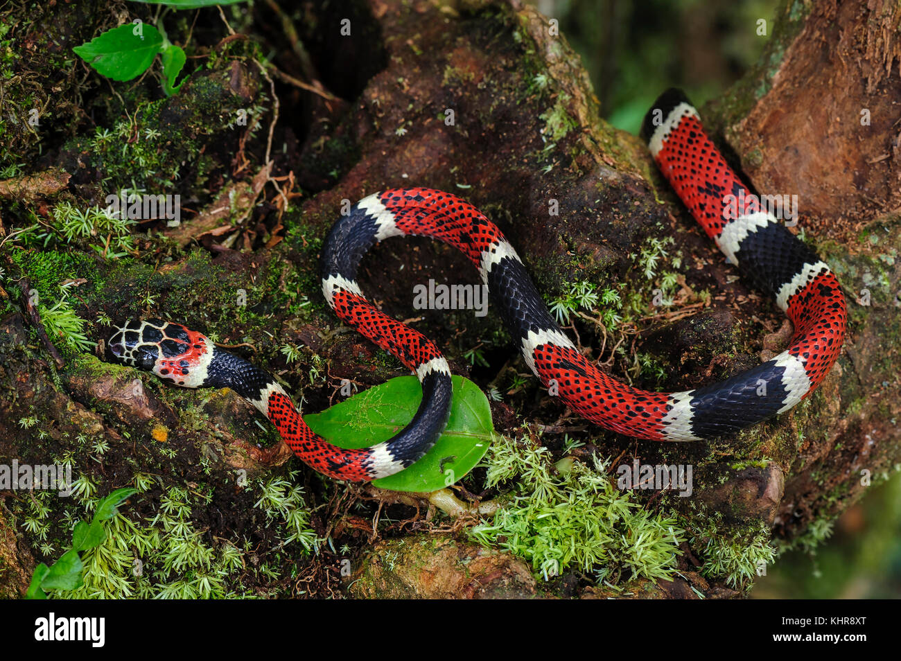 Serpiente colubrid (Rhinobothyum bovallii), San Cipriano, Colombia Foto de stock