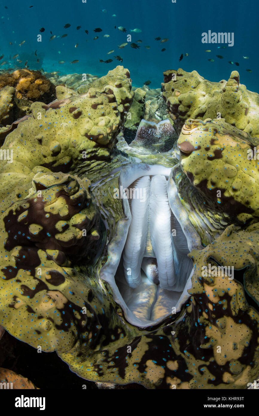 Manto de Clam gigante (Tridacna gigas), Islas Raja Ampat, Indonesia Foto de stock