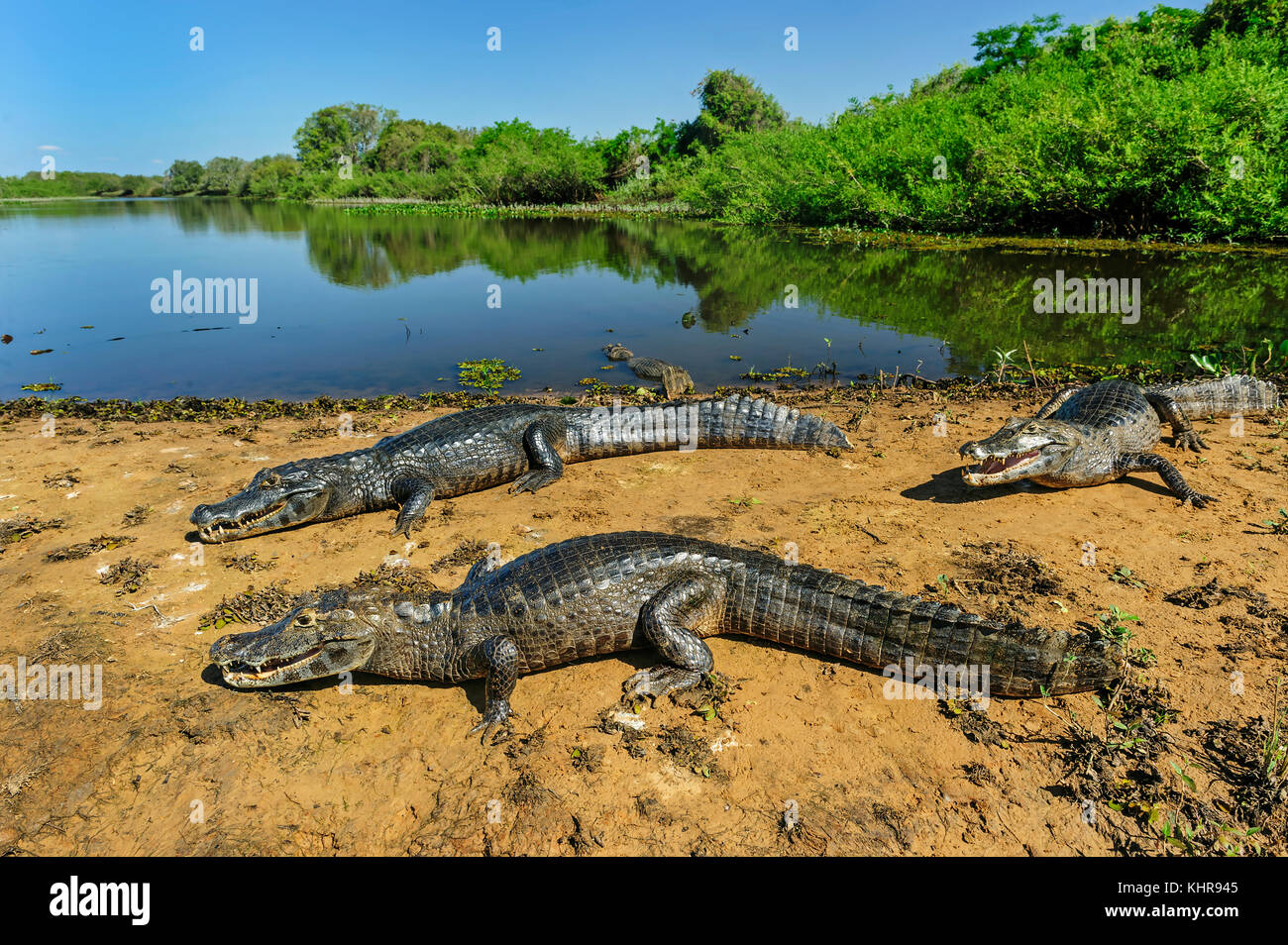 Jacare Caiman (Caiman yacare) grupo de basking en la costa, Pantanal, Mato Grosso, Brasil Foto de stock