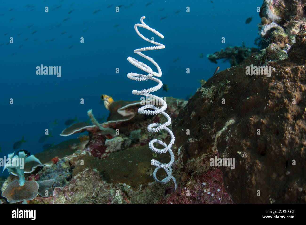 Coral de alambre, Islas Raja Ampat, Indonesia Foto de stock