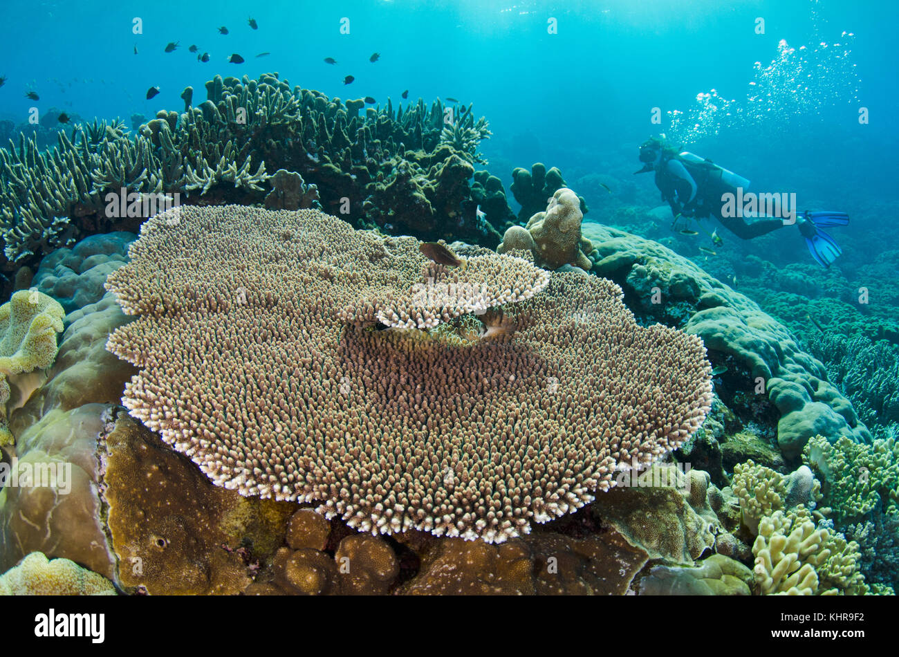 Stony Coral (Acropora sp) y buceador, Mar de banda, Indonesia Foto de stock