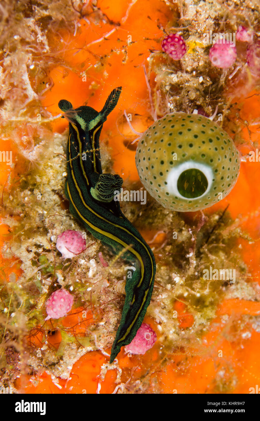 Nudibranch (Tambja sp), nueva especie, Islas Raja Ampat, Indonesia Foto de stock