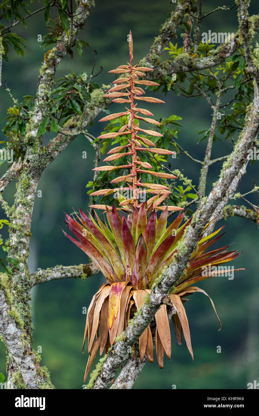 Bromeliad (Bromeliaceae) floreciendo en rama, Parque Nacional Cueva Guacharo, Colombia Foto de stock