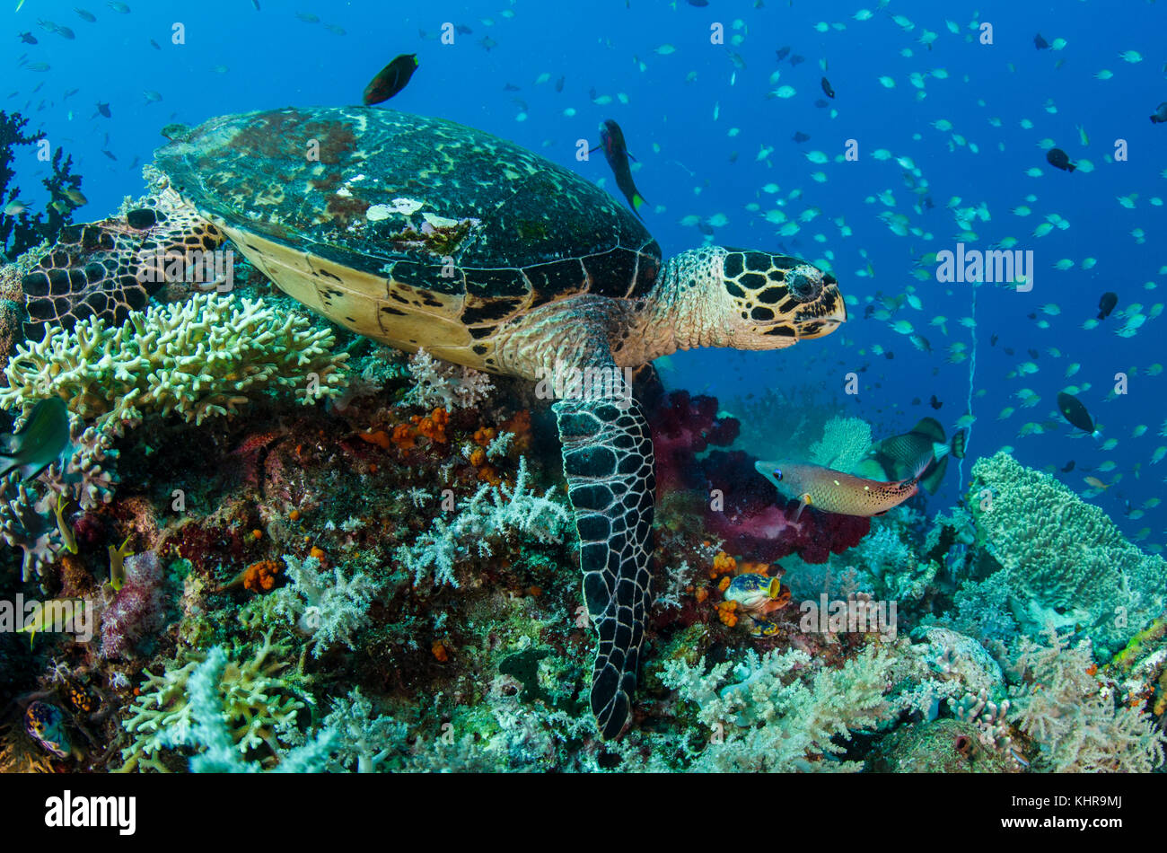 Tortuga Carey (Eretmochelys imbricata) en arrecife de coral, Islas Raja Ampat, Indonesia Foto de stock