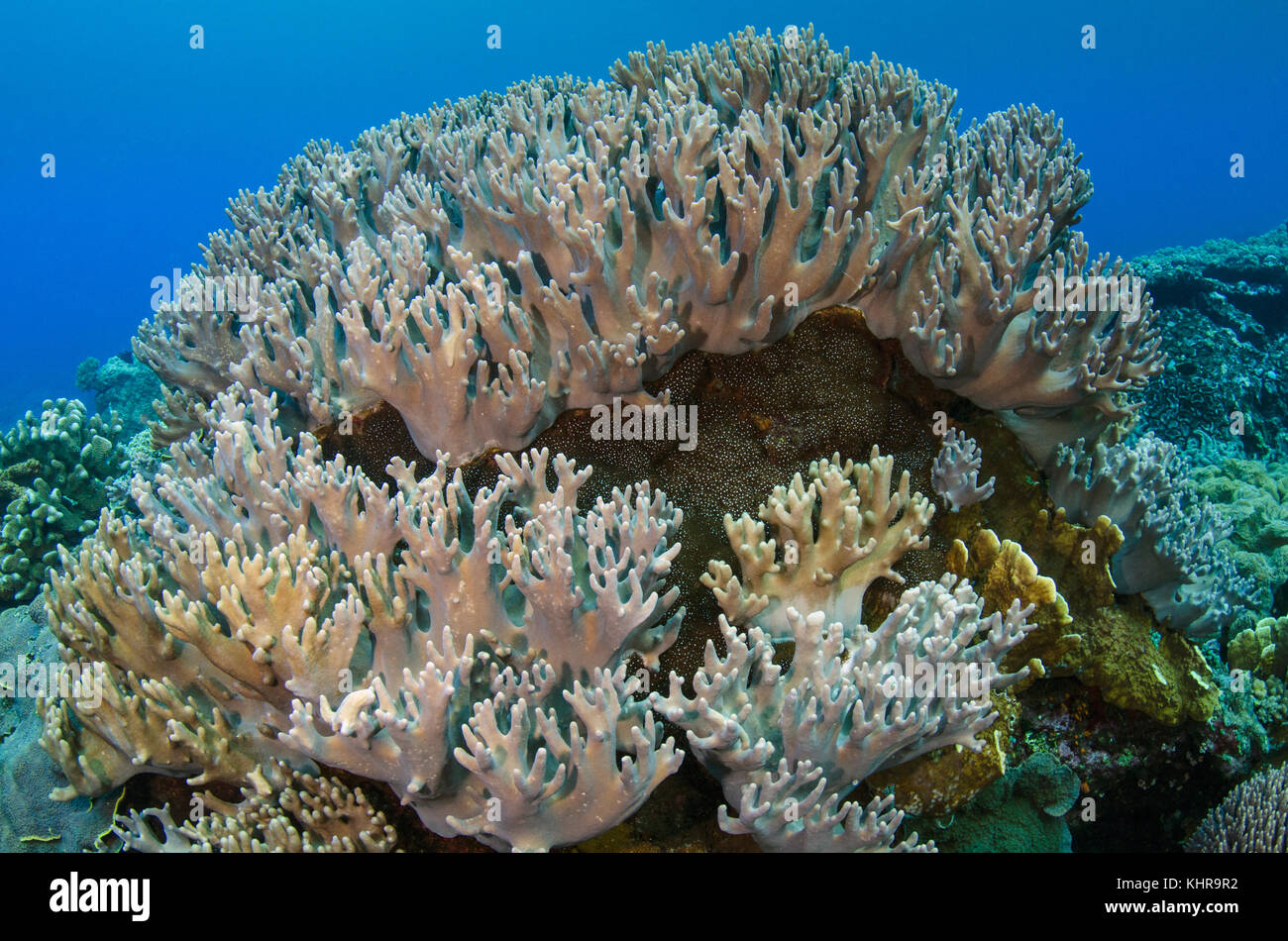 Coral blando (Sinularia sp), Mar de banda, Indonesia Foto de stock