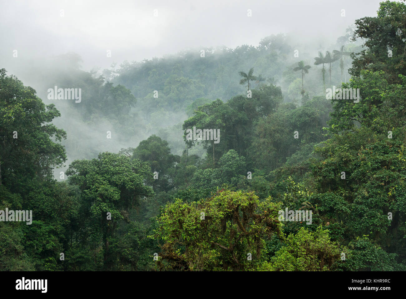 Bosque nuboso, Reserva de Biodiversidad del Bosque lluvioso Mashpi, Pichincha, Ecuador Foto de stock