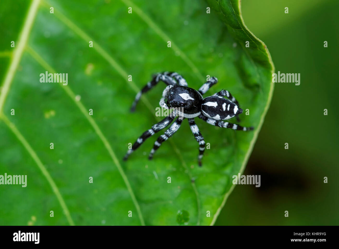 Araña saltando (Salticidae), Reserva Natural Río claro, Antioquia, Colombia Foto de stock