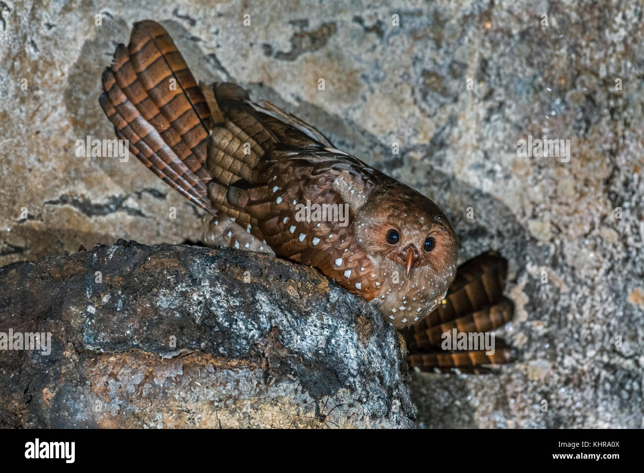 Anilbird (Steatornis caripensis) en nido en cueva, Parque Nacional Cueva Guacharo, Colombia Foto de stock