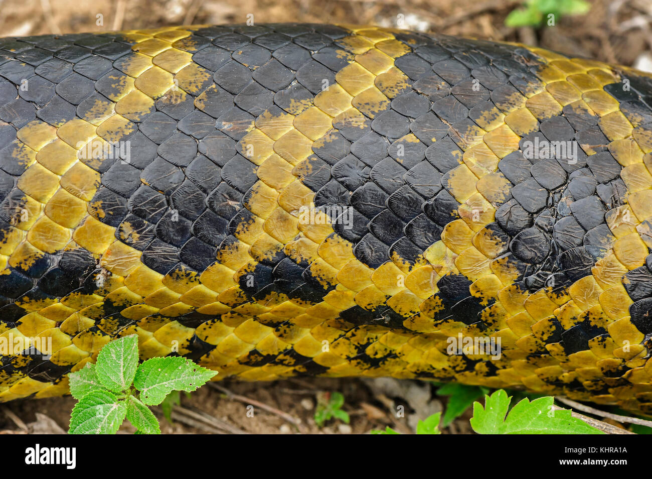 Escalas Anaconda Amarilla (Eunectes notaeus), Pantanal, Mato Grosso, Brasil Foto de stock
