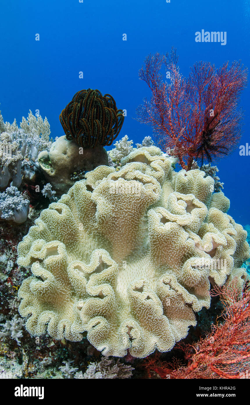 Cuero coral, Raja Ampat Islas, Indonesia Foto de stock
