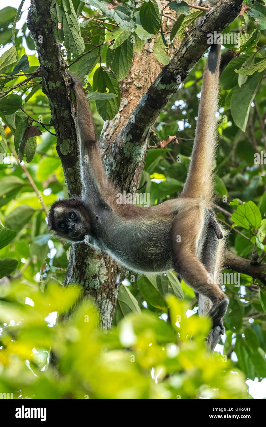 Mono araña variegado (Ateles hybridus) macho colgado en árbol, Valle del Magdalena, Colombia Foto de stock