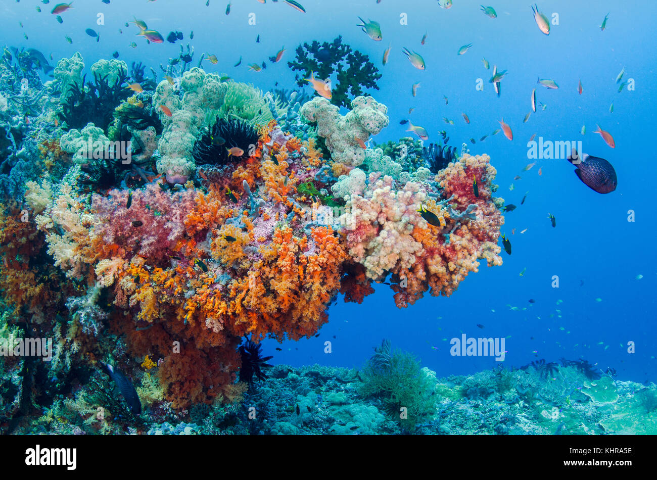 Arrecife de coral, Islas Raja Ampat, Indonesia Foto de stock