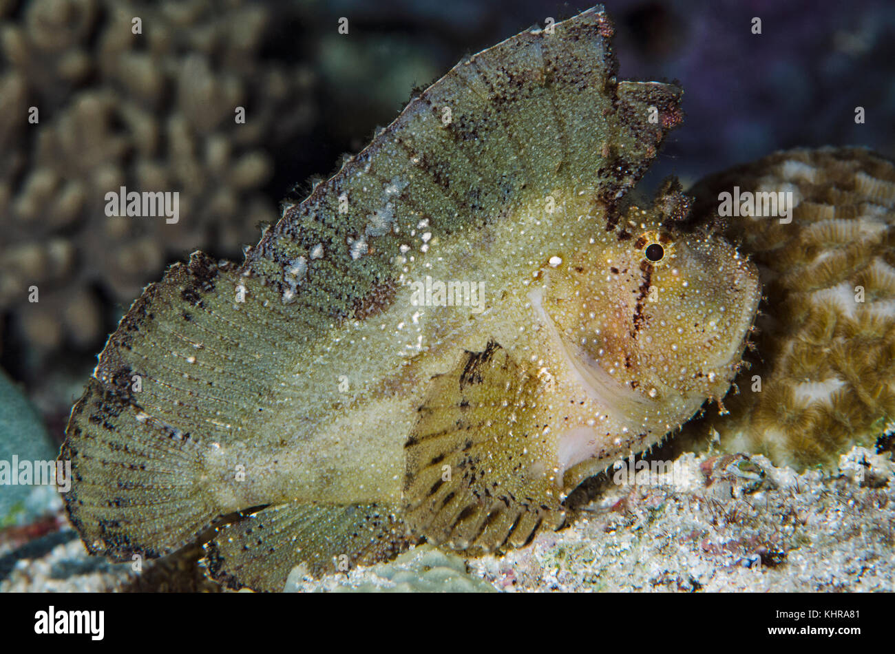 Pez escorpión de hoja (Taenianotus triacanthus), Ambon, Mar de banda, Indonesia Foto de stock