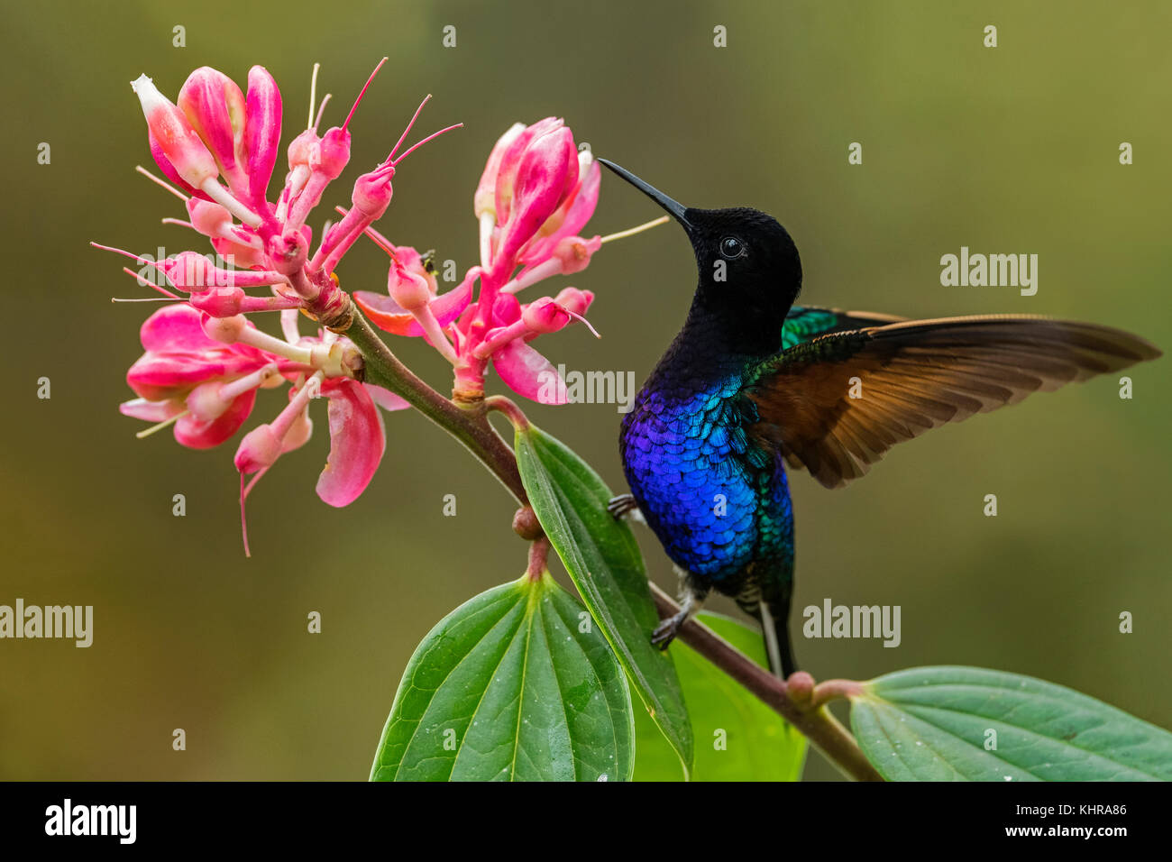 Coroneta de terciopelo-púrpura (Boissonneaua jardini) colibrí que se alimenta de néctar de flores, Reserva de aves las Tangas, Colombia Foto de stock