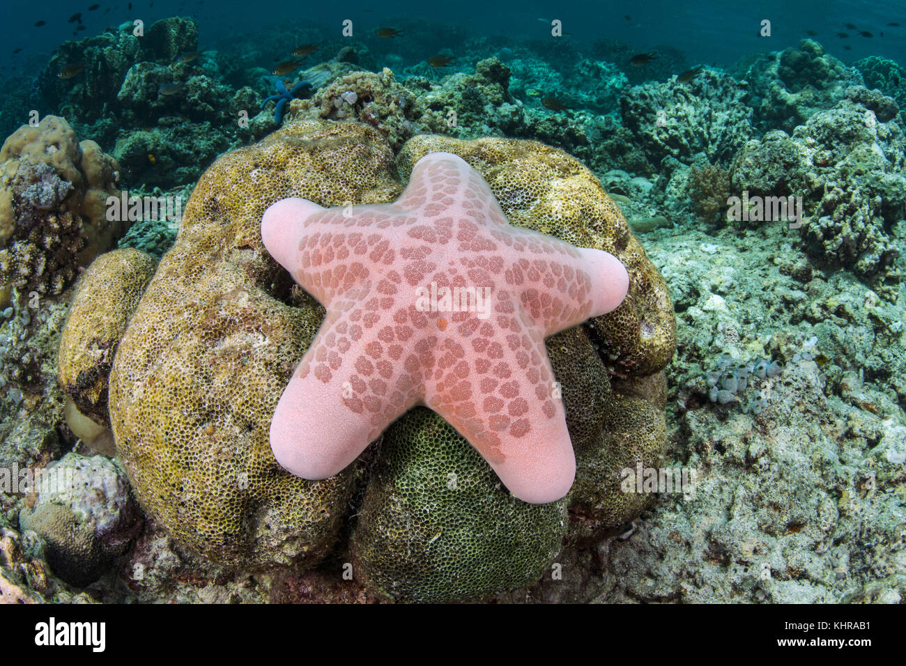 Estrella del Mar granulada (Choriaster granulatus), Islas de la pequeña Sunda, Indonesia Foto de stock