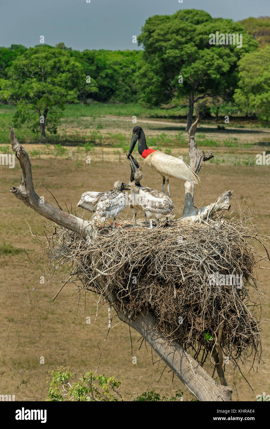 Jabiru Stork (Jabiru mycteria) los polluelos de alimentación de los padres, Pantanal, Mato Grosso, Brasil Foto de stock