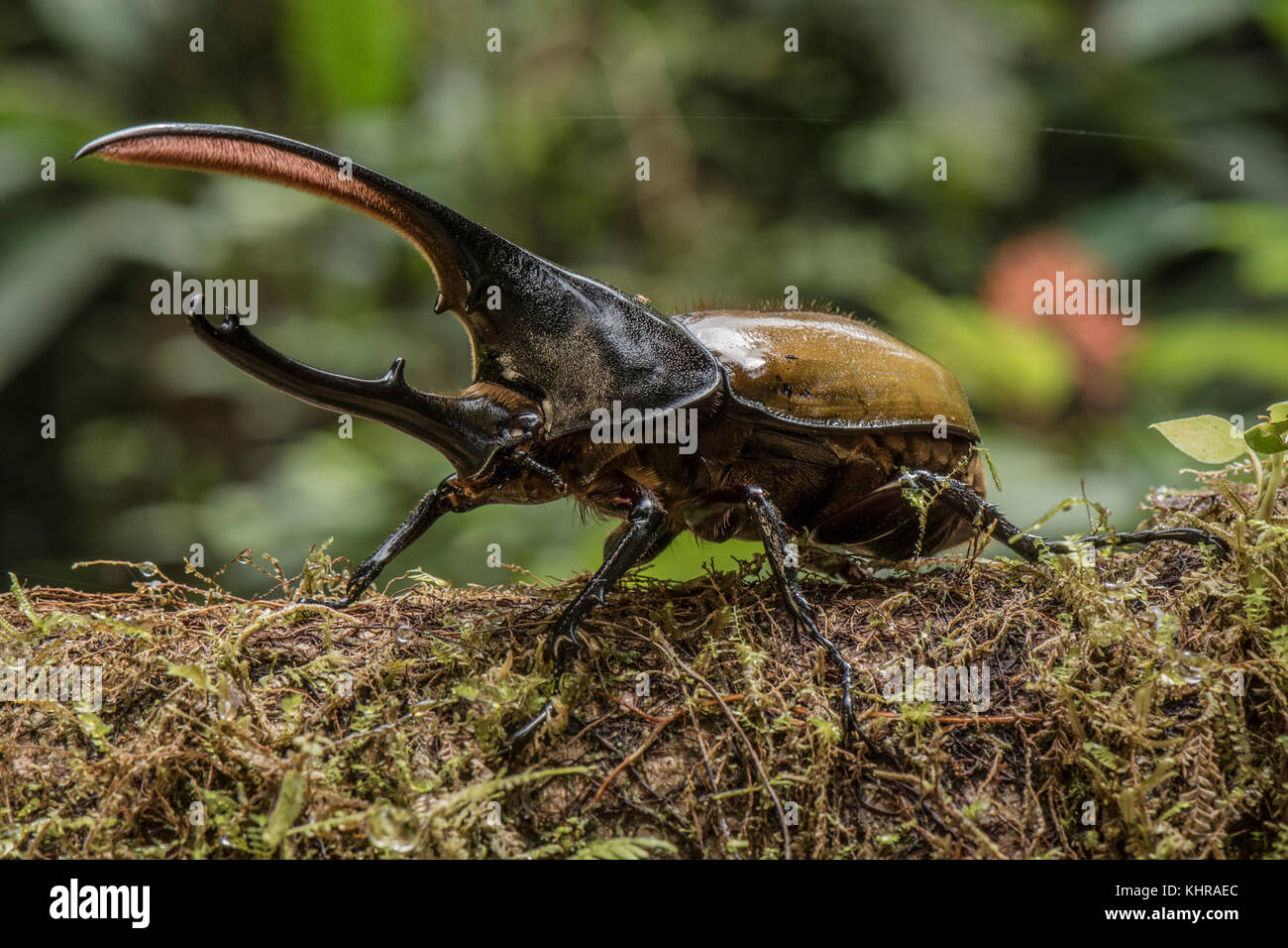 Hercules Scarab Beetle (Dynastes hercules) macho, Reserva de Biodiversidad de la Selva Mashpi, Pichincha, Ecuador Foto de stock