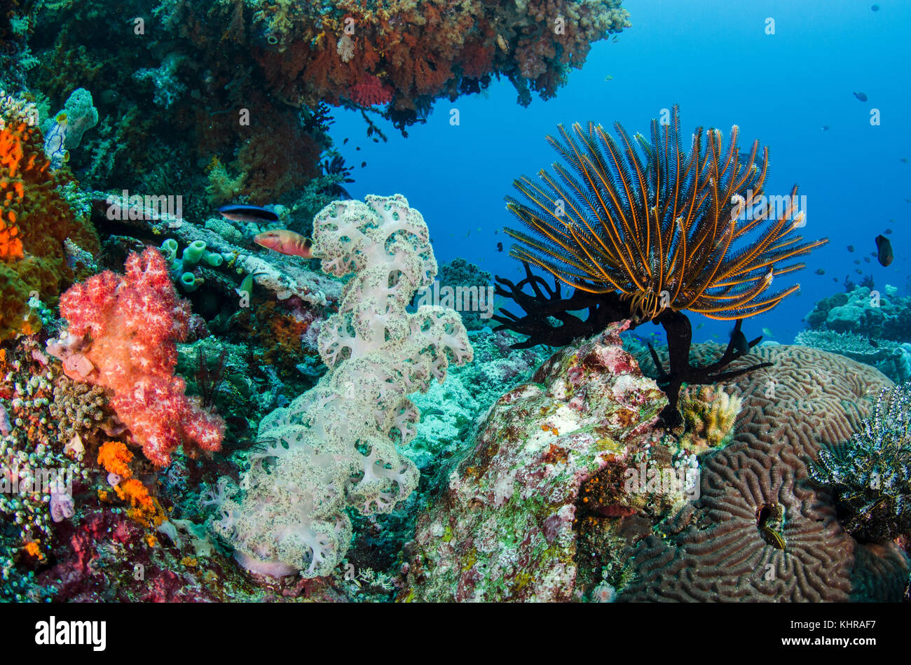Arrecife de coral, Islas Raja Ampat, Indonesia Foto de stock