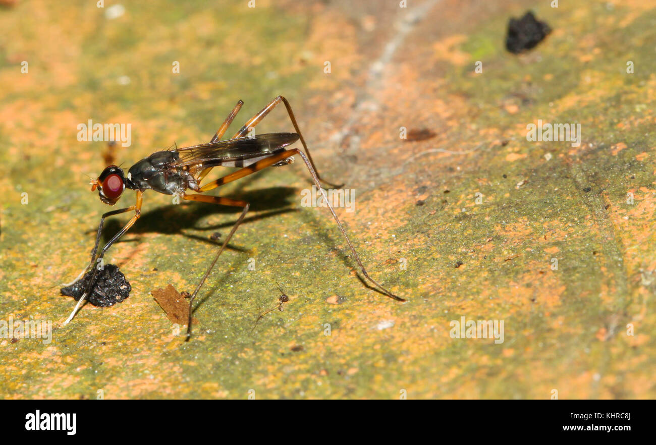 Moscas de patas largas fotografías e imágenes de alta resolución Alamy