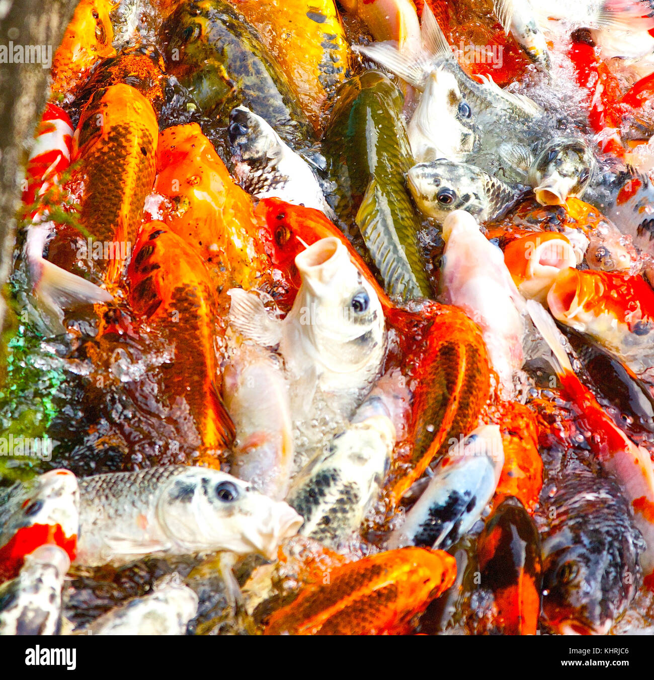 Koi fish - bobina de Taiwán Taiwán - acuario de peces Foto de stock
