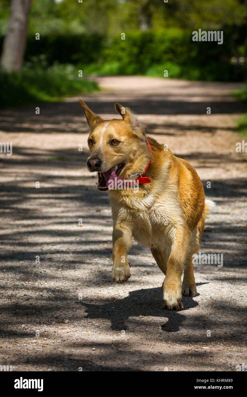 Un perro labrador marrón con su lengua colgando fuera lleno de vida, a través de un camino de gravilla. Foto de stock