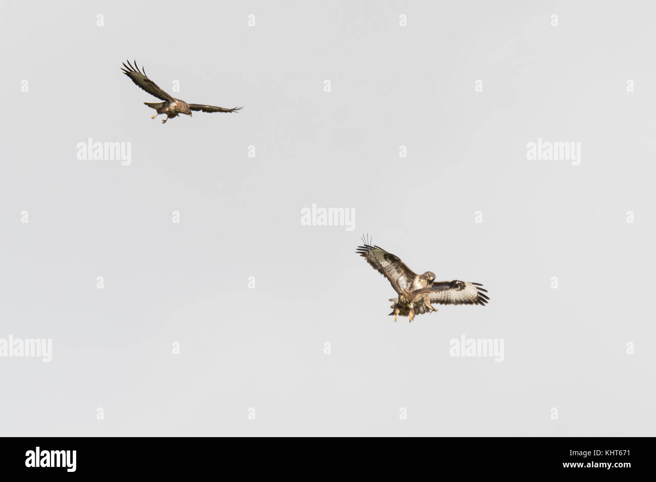 Par de auras (Buteo buteo) atacando a cabritos intruso. aves de rapiña territorial engranar inoportuna infractor en vuelo, cerca de Bath, Somerset, Reino Unido Foto de stock