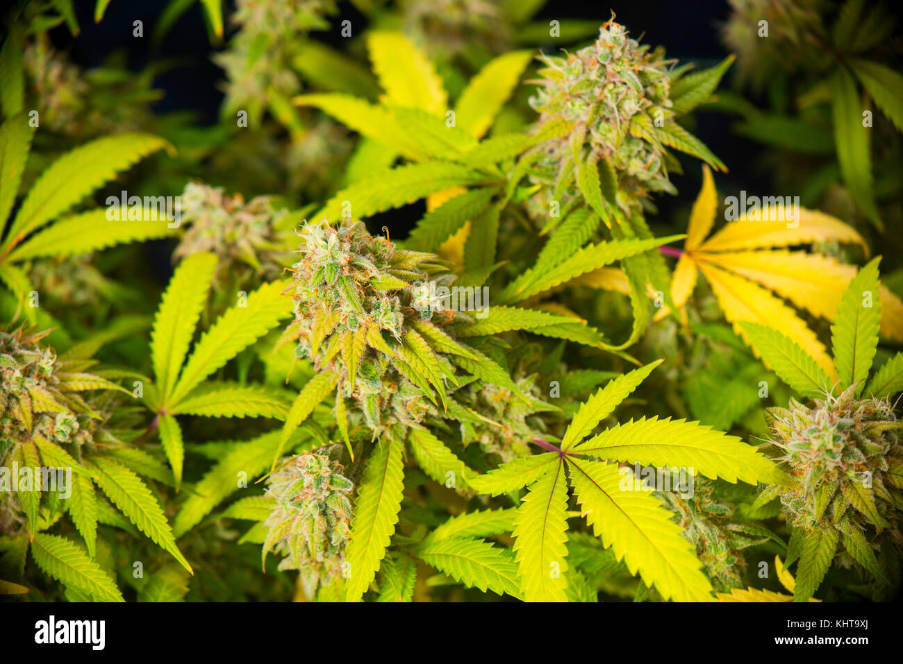 Cerrar detalle de cannabis marijuana diesel agria cola (CEPA) con vello