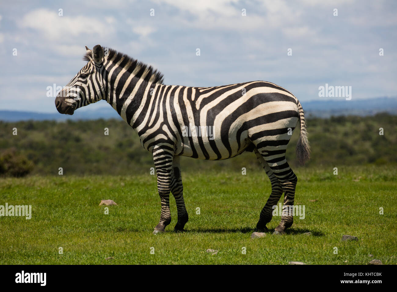 Un macho de llanuras (zebra Equus burchelli) en la sabana de Kenia. Ol Pejeta Conservancy, Laikipia, Kenya. Foto de stock