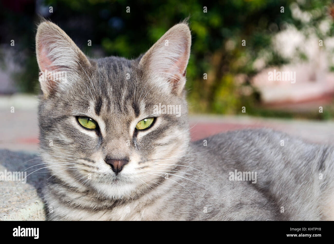 Unión gato gris afuera mirando a la cámara Foto de stock
