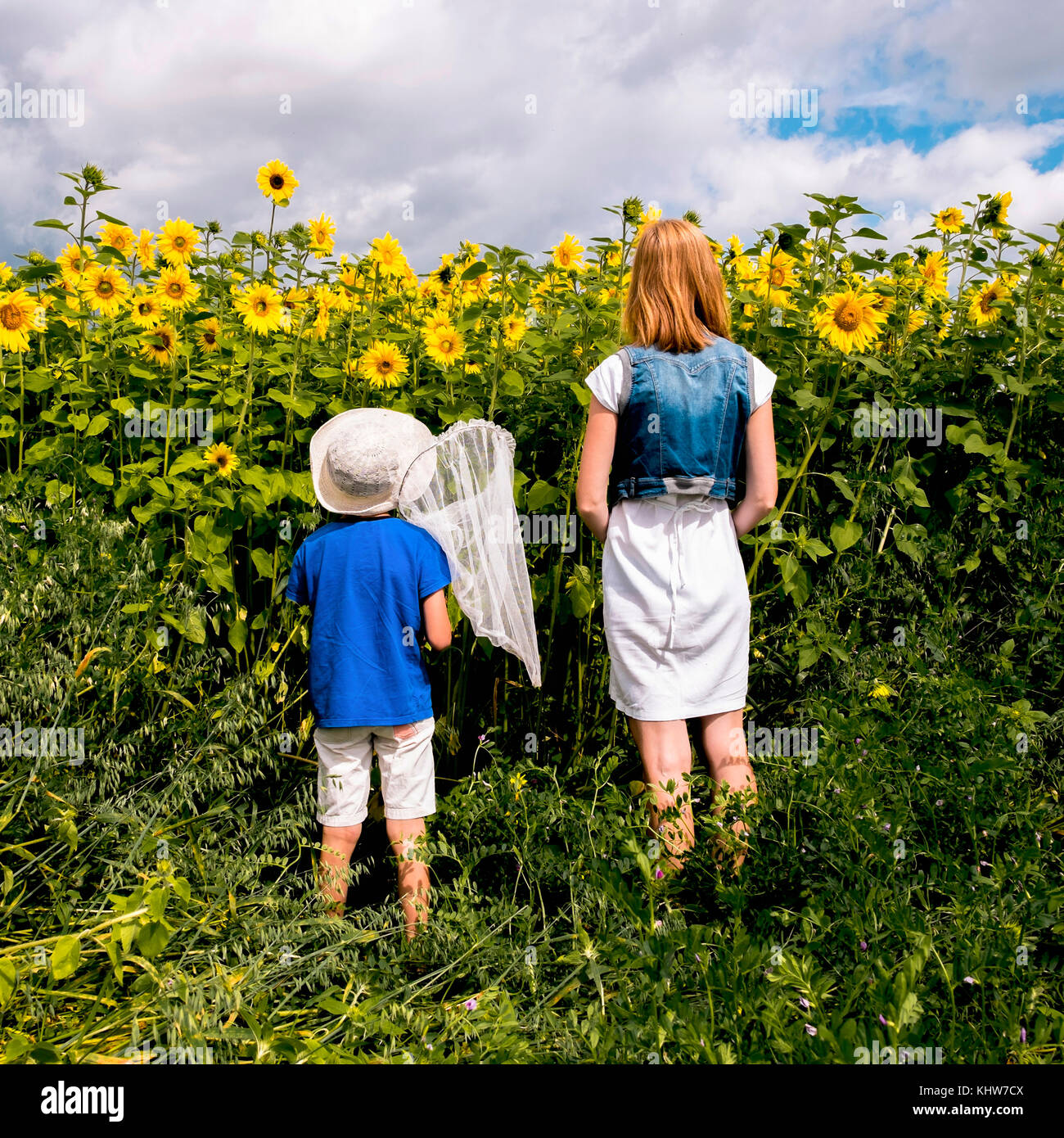 Madre e hijo de pie en el campo de girasoles, hijo celebración Mariposa neto, vista trasera, Sverdlovsk, Rusia, Europa Foto de stock