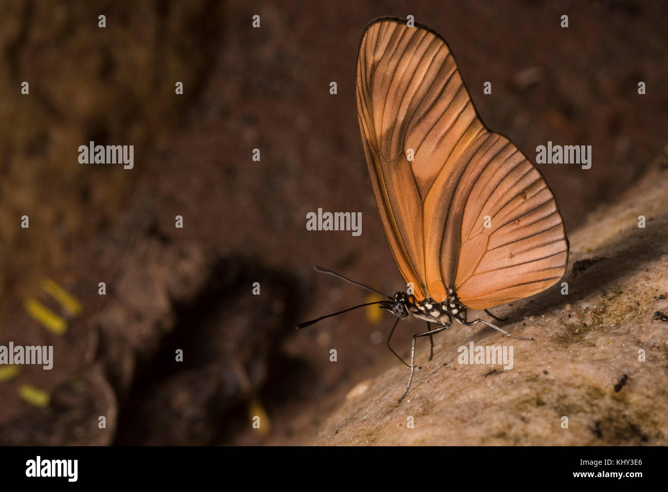 Probablemente una especie Heliconius, un grupo de mariposas ampliamente estudiado en relación a la mímica y evolución. Foto de stock