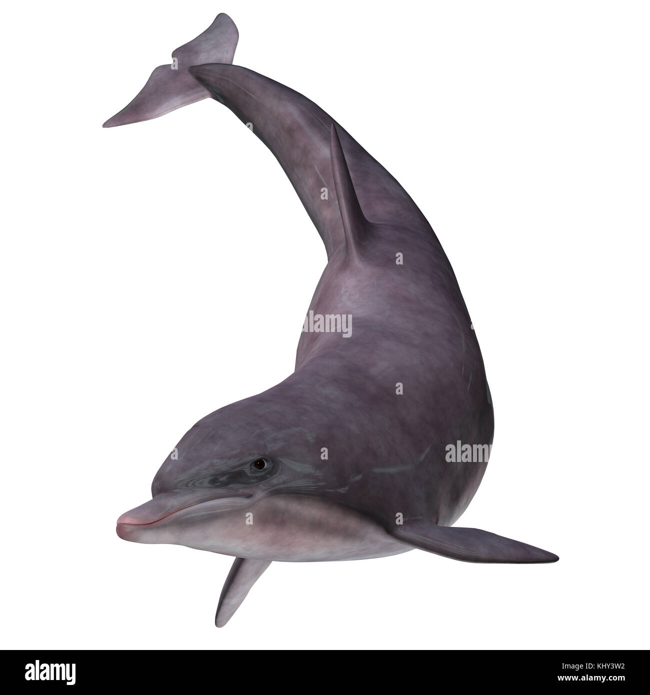Delfín mular en blanco - El delfín mular habita en mares templados y cálidos y búsquedas para forraje pescado para comer. Foto de stock