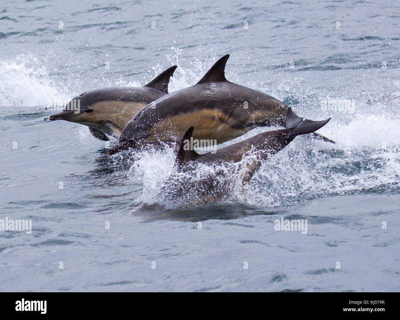Los delfines comunes de un viaje fuera del puerto de portree Foto de stock